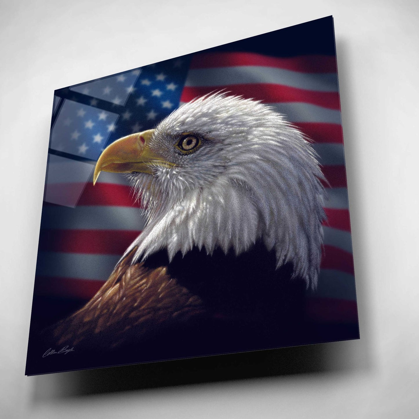 Epic Art 'American Bald Eagle' by Collin Bogle Acrylic Glass Wall Art,12x12