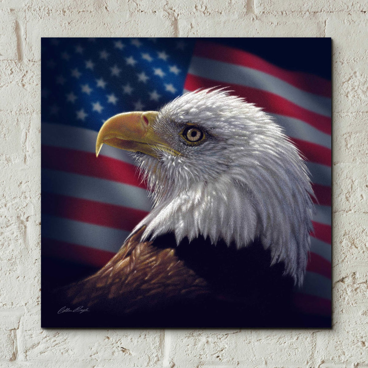 Epic Art 'American Bald Eagle' by Collin Bogle Acrylic Glass Wall Art,12x12