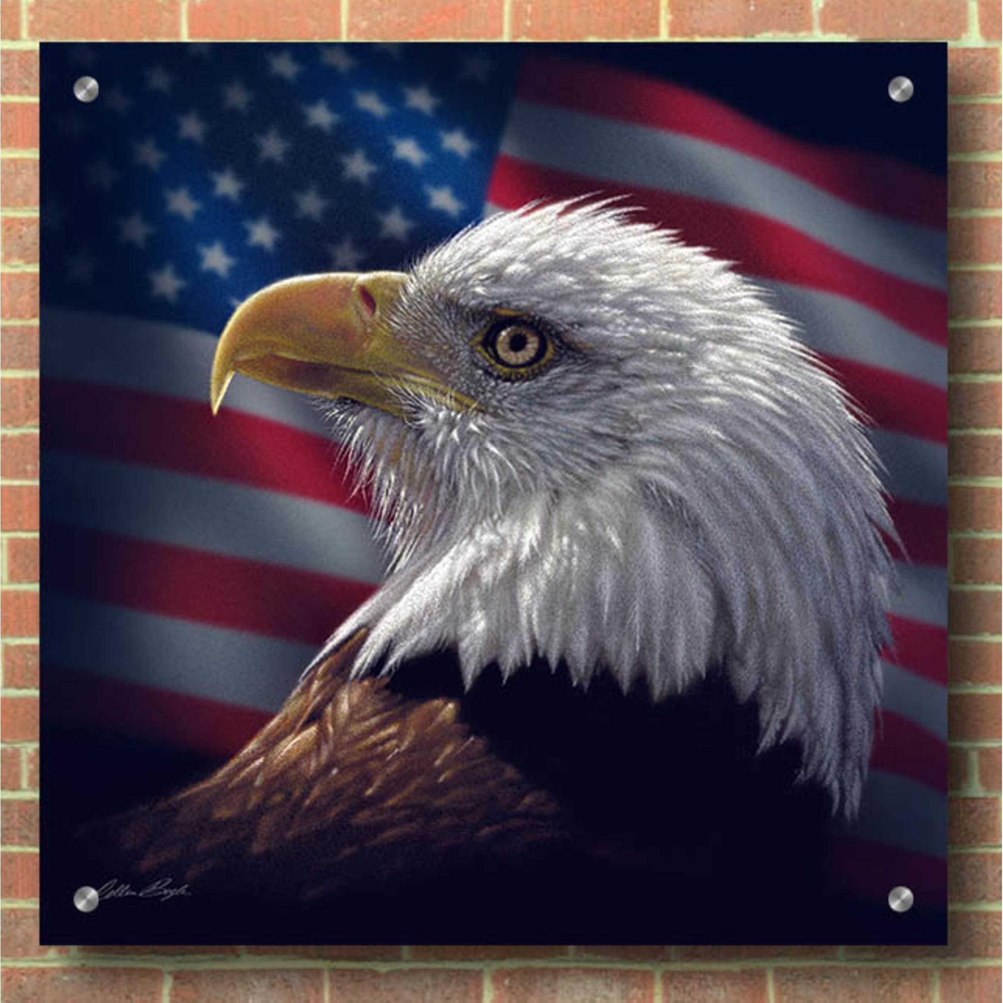 Epic Art 'American Bald Eagle' by Collin Bogle Acrylic Glass Wall