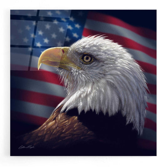 Epic Art 'American Bald Eagle' by Collin Bogle Acrylic Glass Wall Art