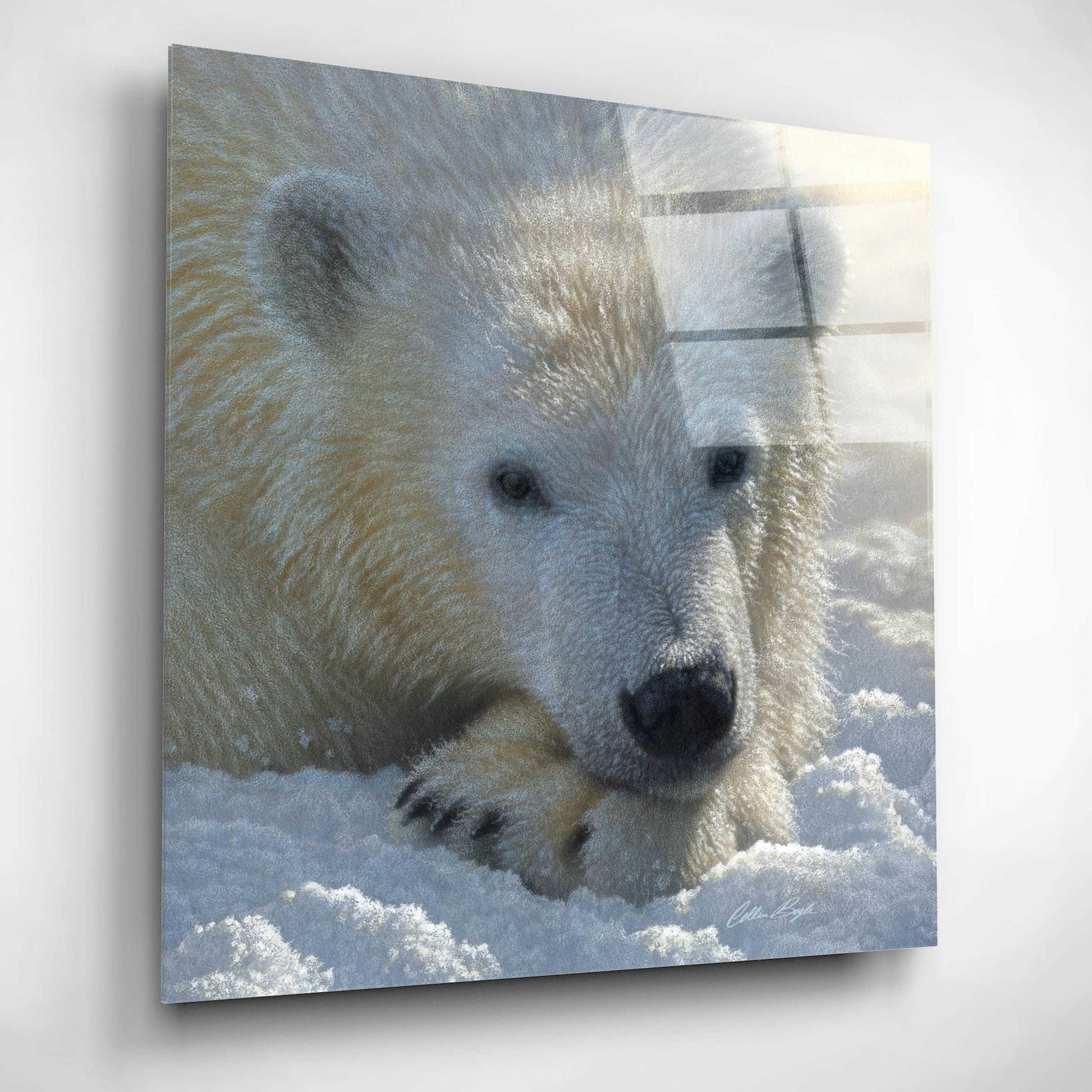 Epic Art 'Polar Bear Cub' by Collin Bogle Acrylic Glass Wall Art,12x12