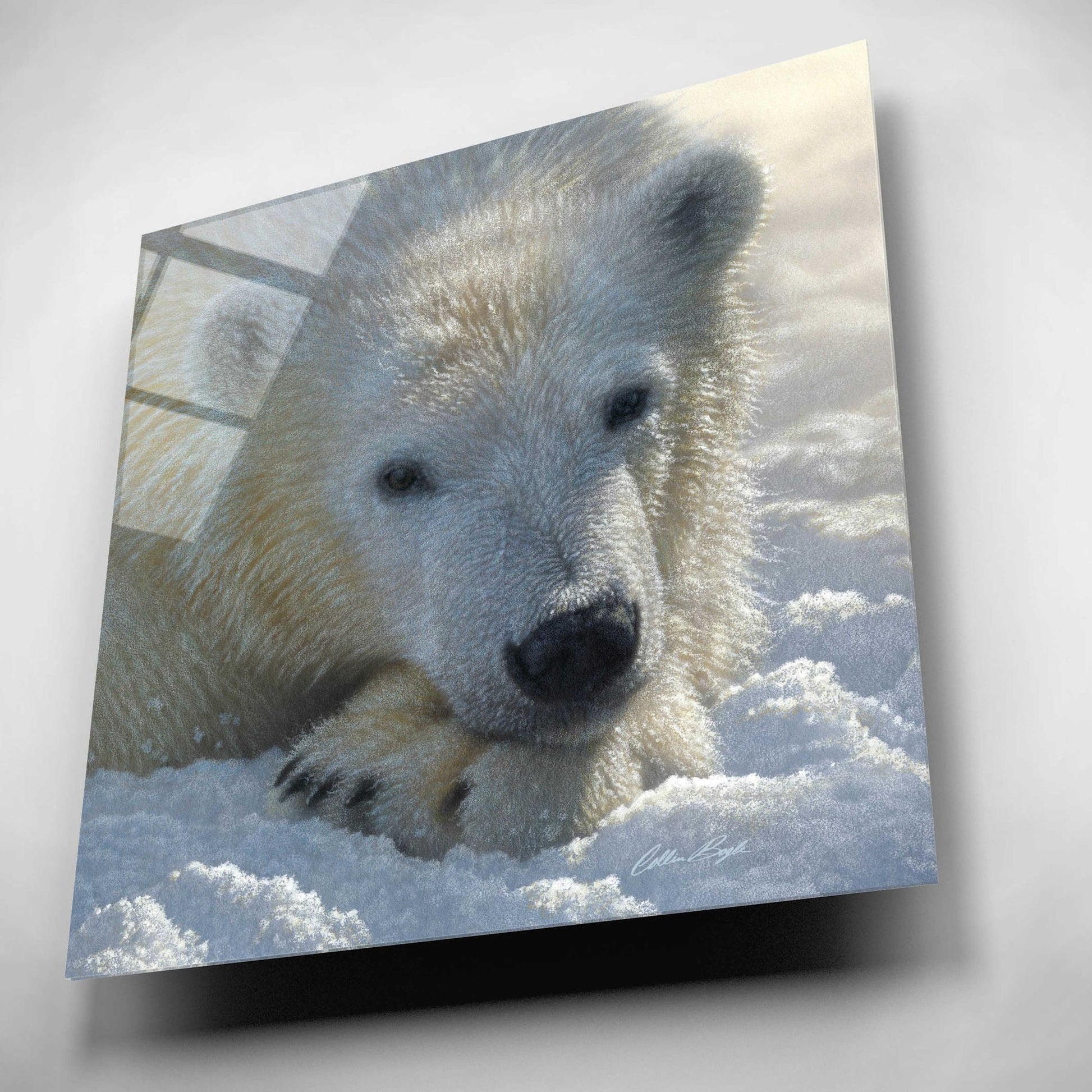 Epic Art 'Polar Bear Cub' by Collin Bogle Acrylic Glass Wall Art,12x12