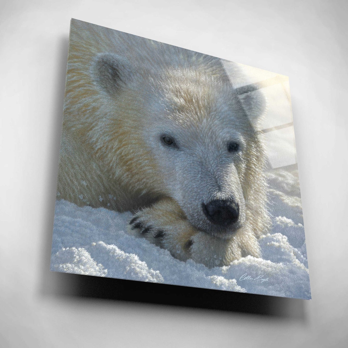 Epic Art 'Polar Bear Cub' by Collin Bogle Acrylic Glass Wall Art,12x12