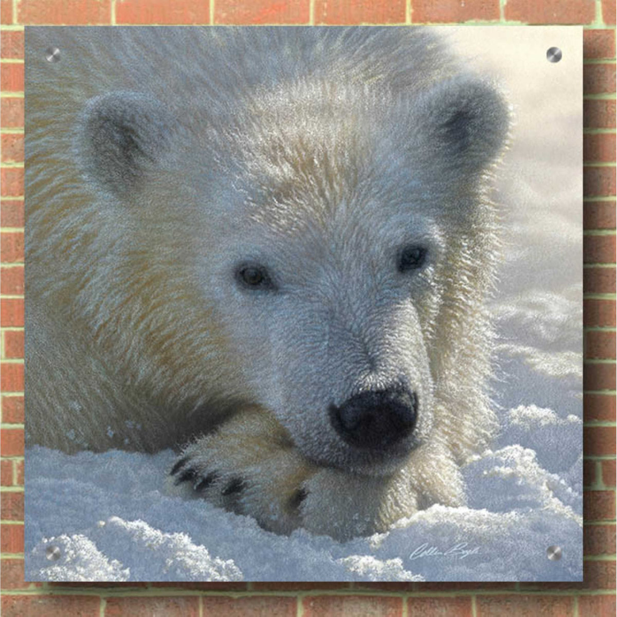 Epic Art 'Polar Bear Cub' by Collin Bogle Acrylic Glass Wall Art,36x36