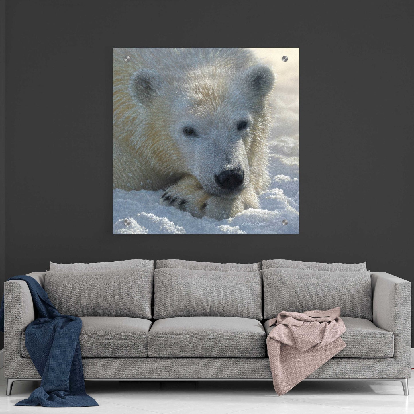 Epic Art 'Polar Bear Cub' by Collin Bogle Acrylic Glass Wall Art,36x36