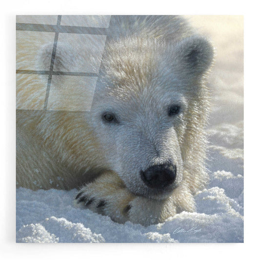 Epic Art 'Polar Bear Cub' by Collin Bogle Acrylic Glass Wall Art