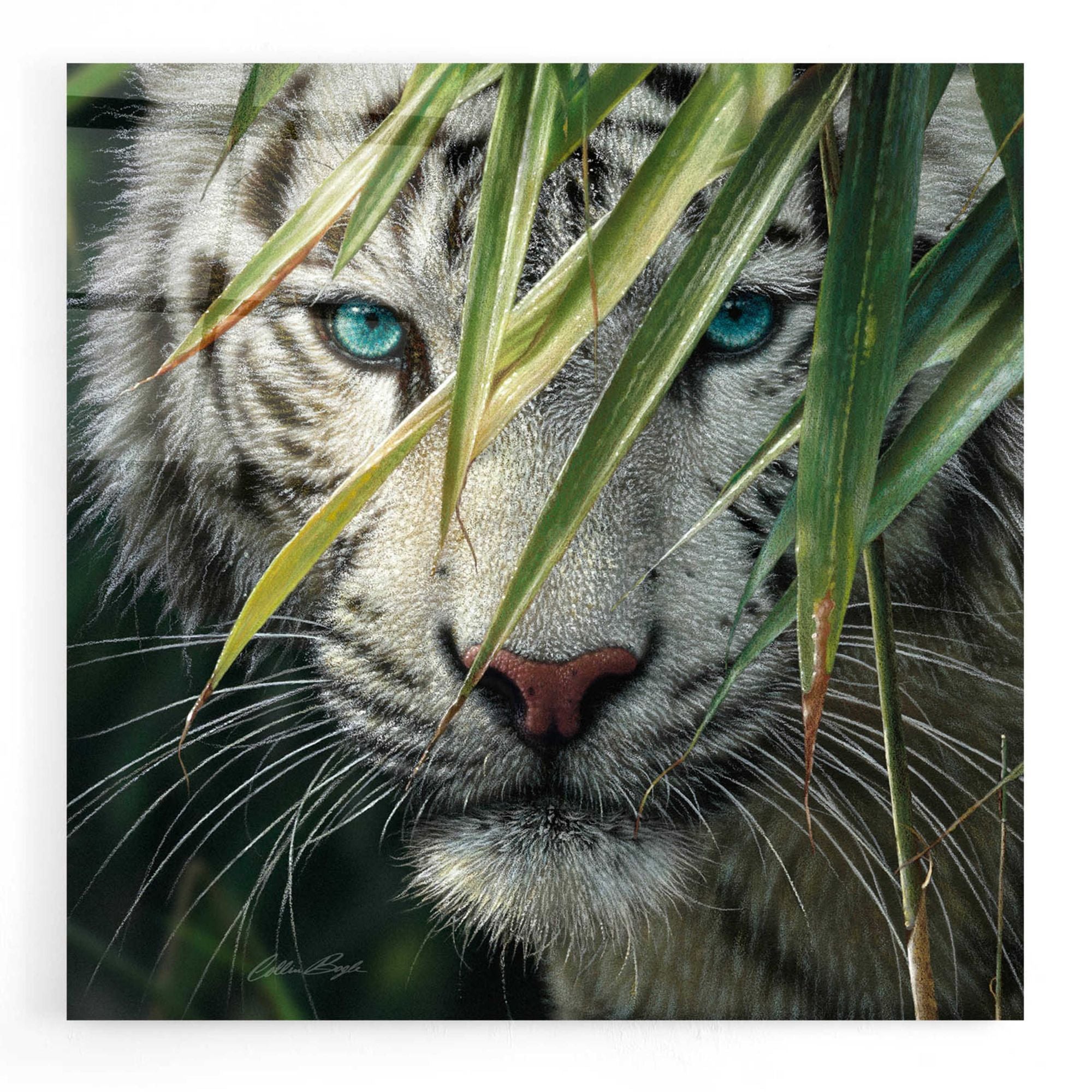 Big Cats – EpicArt.com