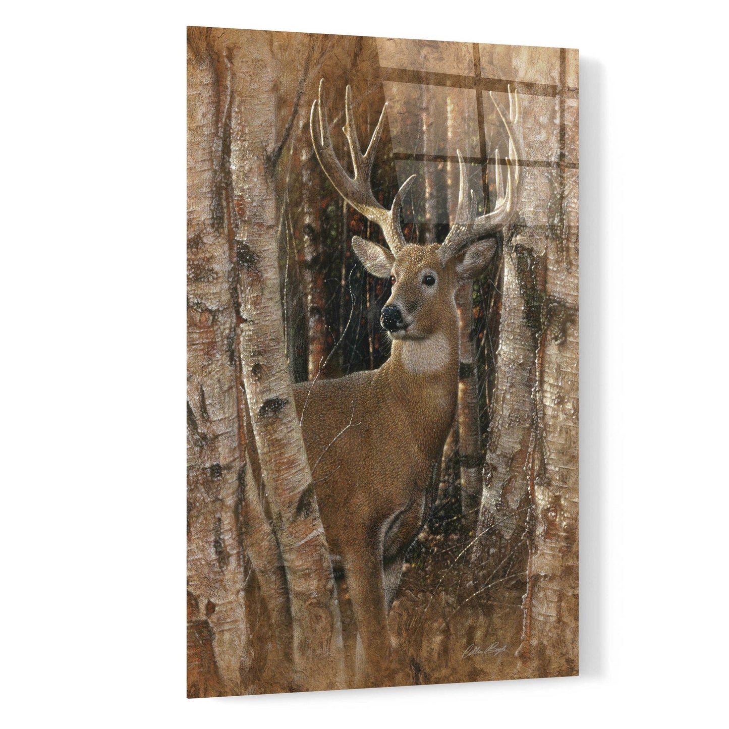 Epic Art 'Birchwood Buck' by Collin Bogle Acrylic Glass Wall Art,16x24