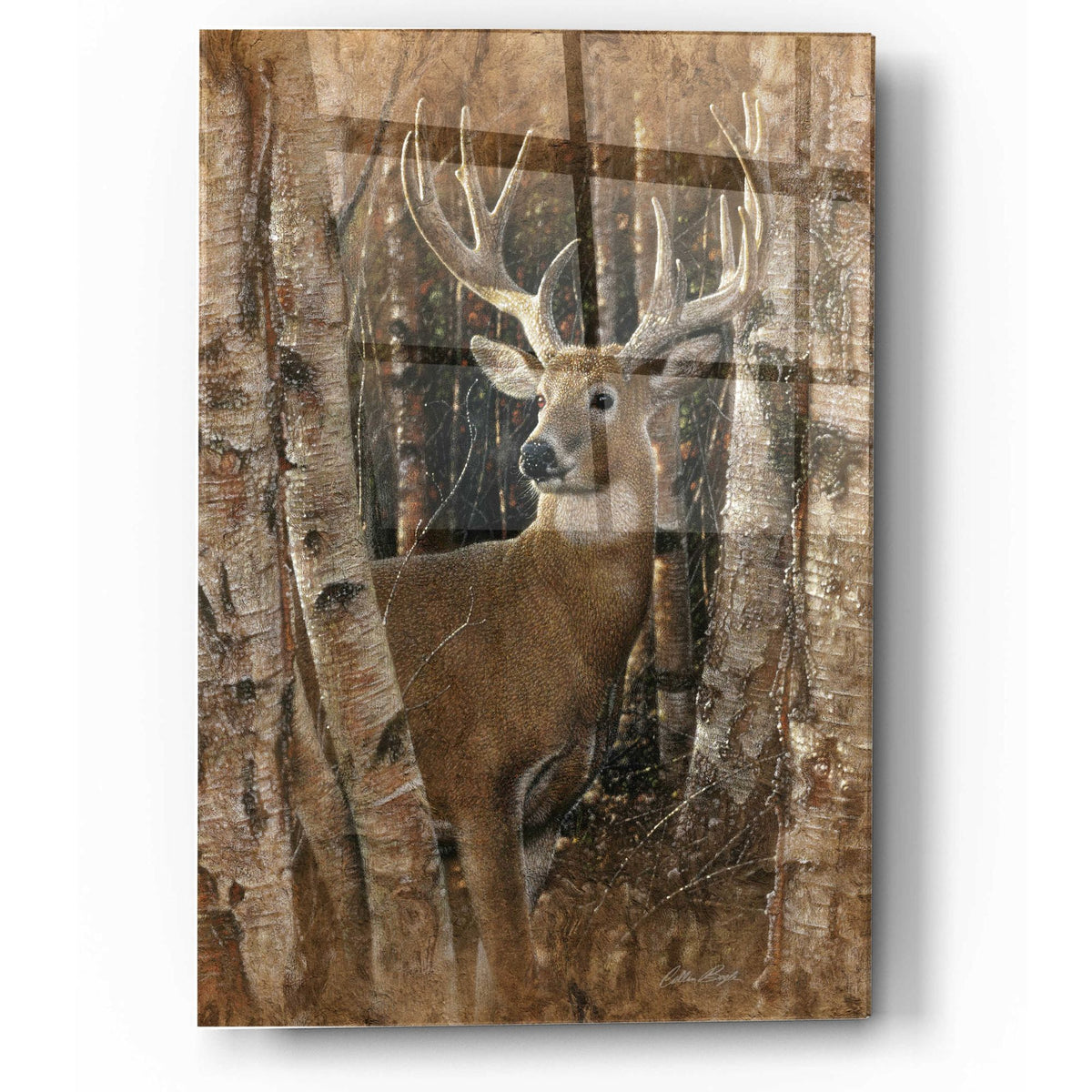 Epic Art 'Birchwood Buck' by Collin Bogle Acrylic Glass Wall Art