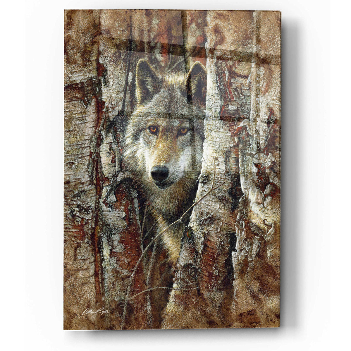 Epic Art 'Wood Land Spirit' by Collin Bogle Acrylic Glass Wall Art