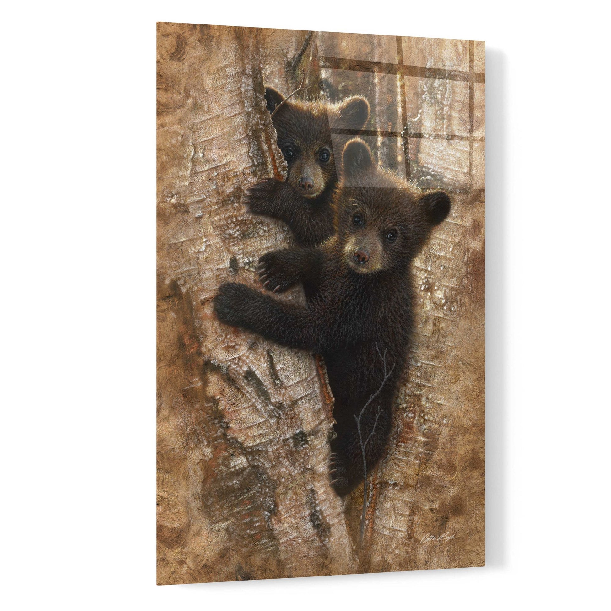 Epic Art 'Curious Cubs' by Collin Bogle Acrylic Glass Wall Art,16x24