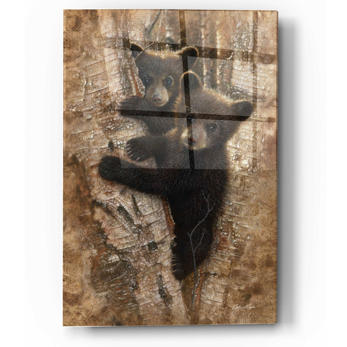 Epic Art 'Curious Cubs' by Collin Bogle Acrylic Glass Wall Art