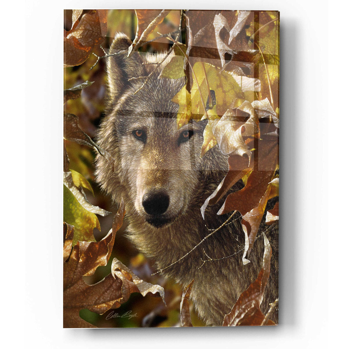 Epic Art 'Autumn Shadows' by Collin Bogle Acrylic Glass Wall Art