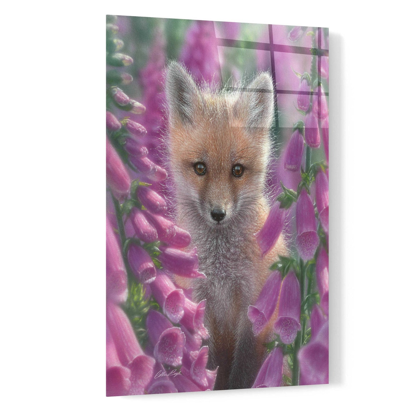 Epic Art 'Fox Gloves' by Collin Bogle Acrylic Glass Wall Art,16x24