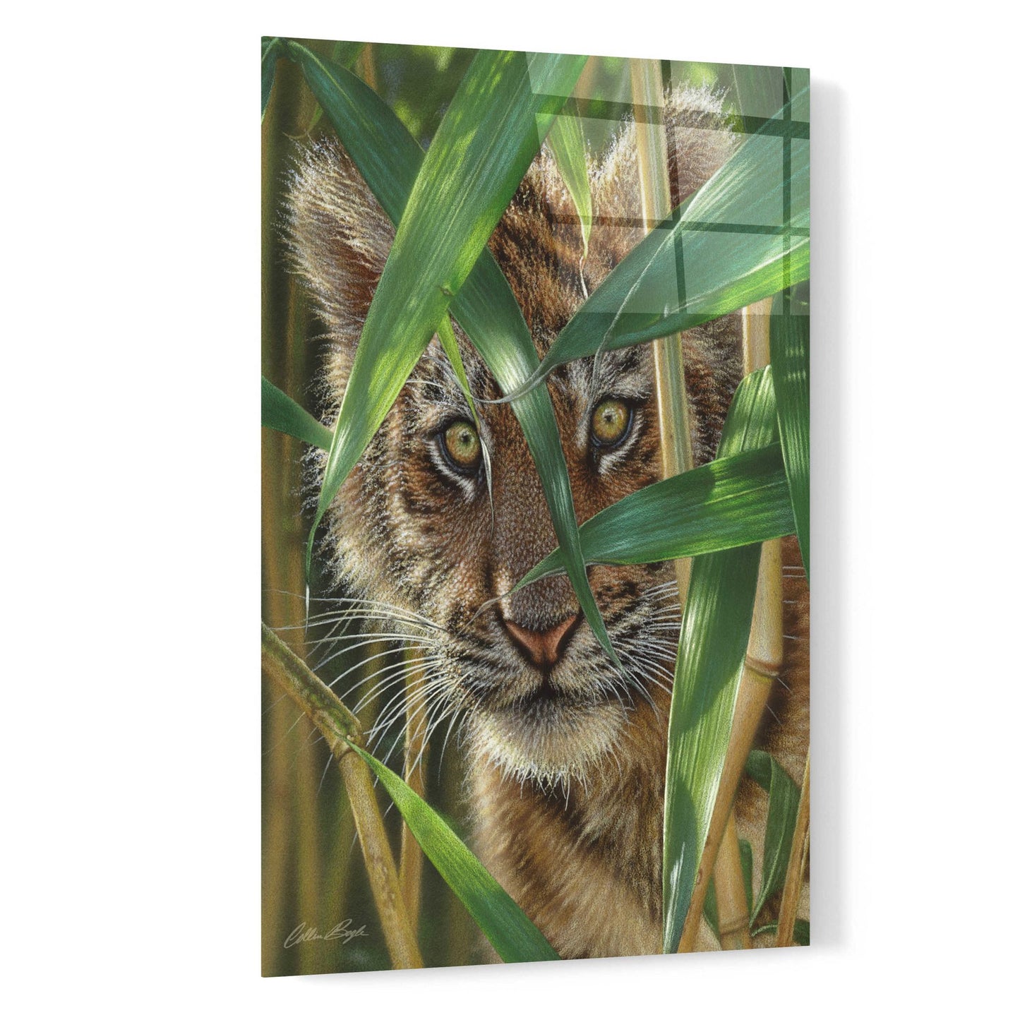 Epic Art 'Peekaboo' by Collin Bogle Acrylic Glass Wall Art,16x24