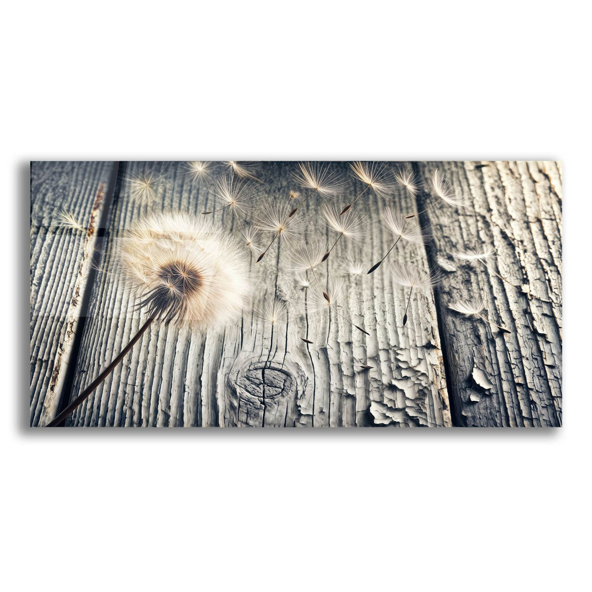 Flying Dandelion Weathered Wood by Rey Klimt acrylic glass wall art