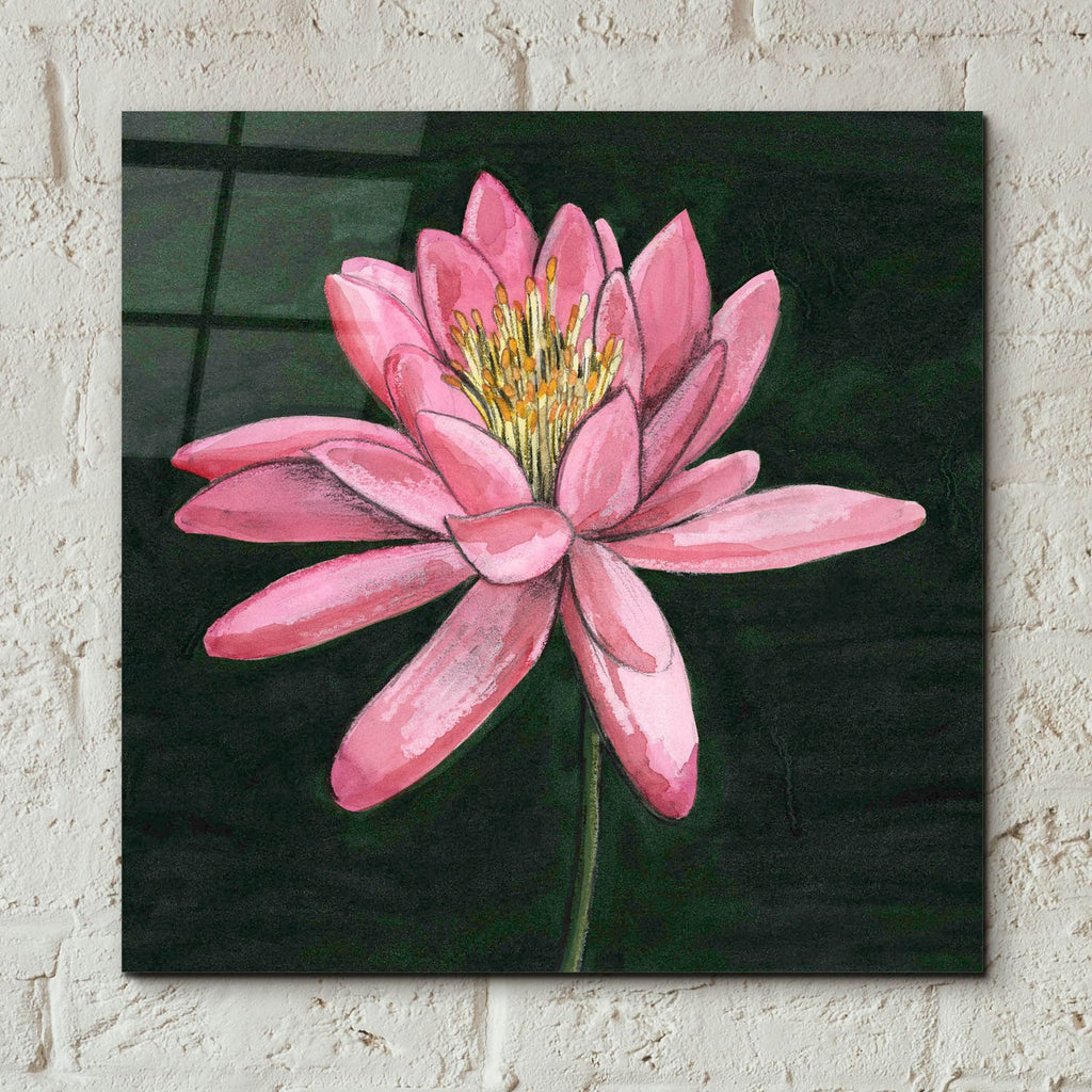 Pink Waterlily 1 by Alicia Longley - 12x12 acrylic wall art in a room
