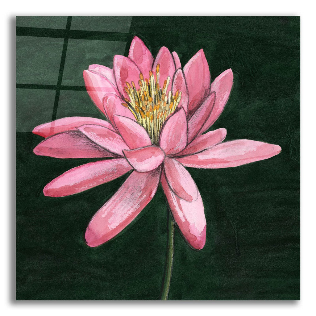 Pink Waterlily 1 by Alicia Longley acrylic glass wall art