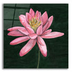 Pink Waterlily 1 by Alicia Longley acrylic glass wall art