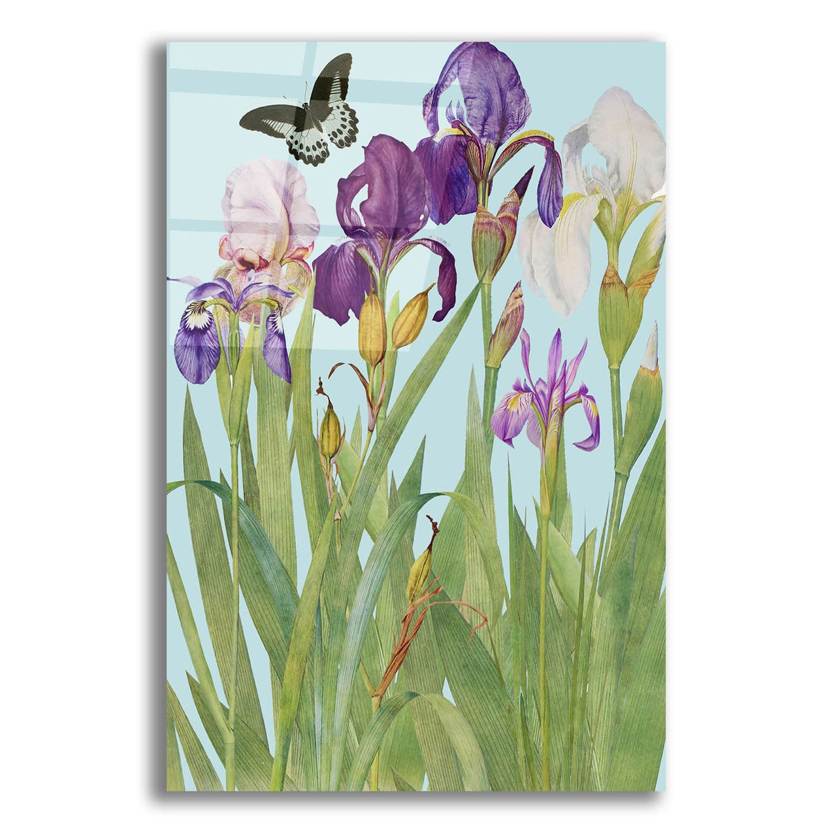 Iris Fantasy 1 by Alicia Longley acrylic glass wall art