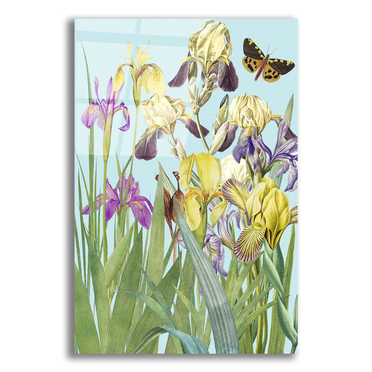 Iris Fantasy 2 by Alicia Longley acrylic glass wall art