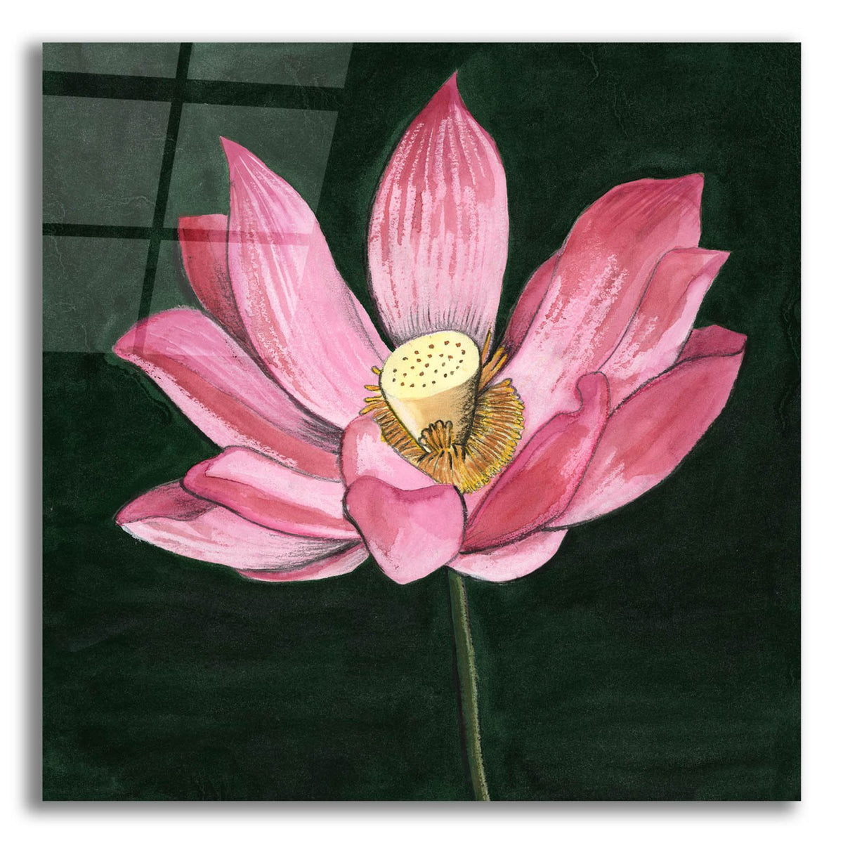 Pink Waterlily 2 by Alicia Longley acrylic glass wall art