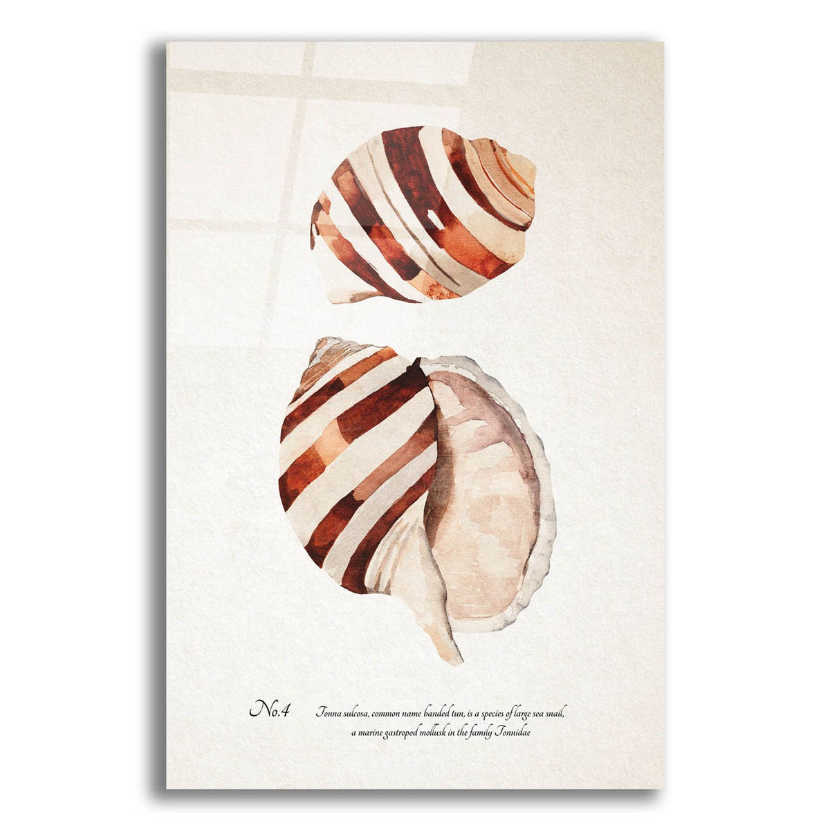 Sienna Shell Collector 4 by Annie Warren acrylic glass wall art