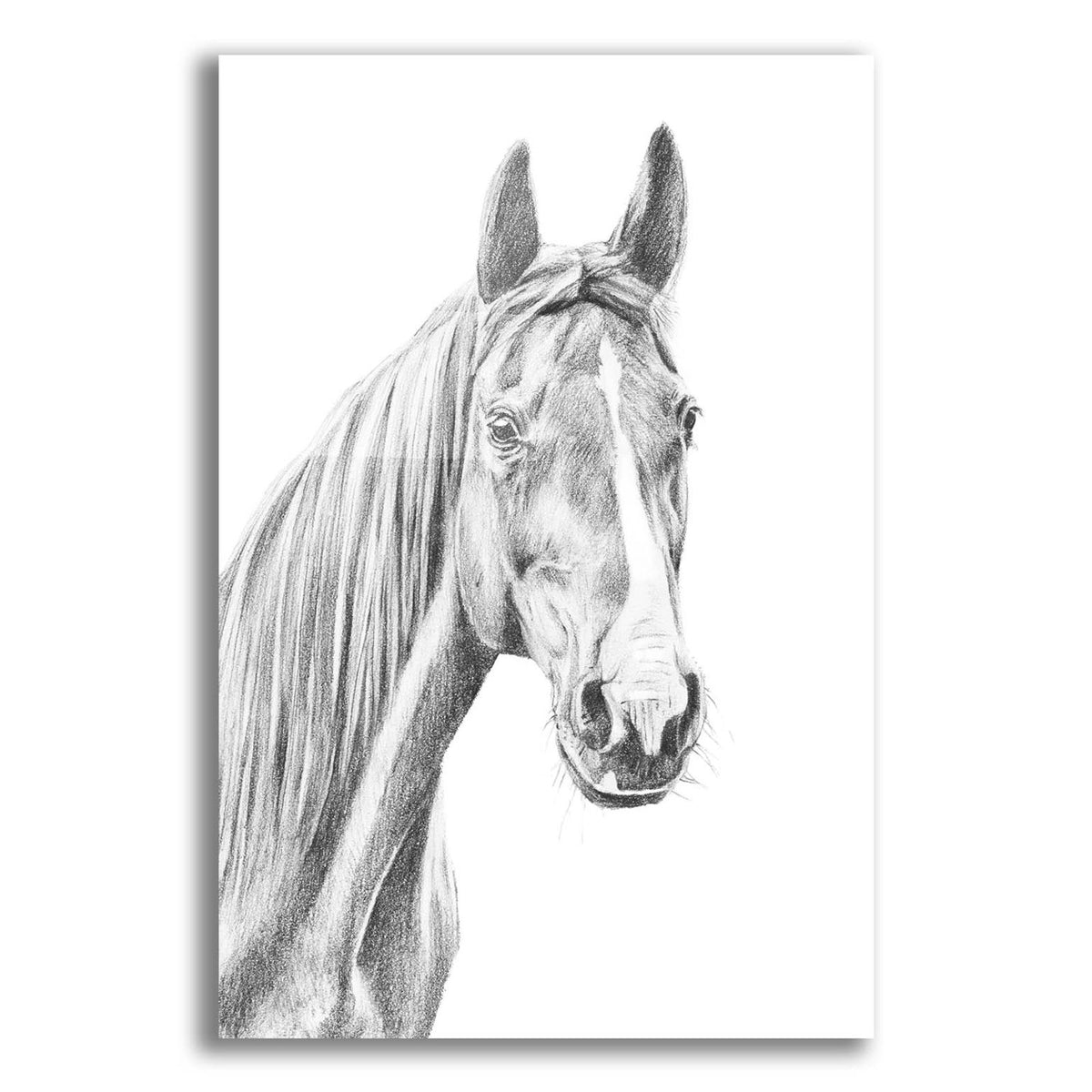 Equine Portrait Sketch 1 by Annie Warren acrylic glass wall art