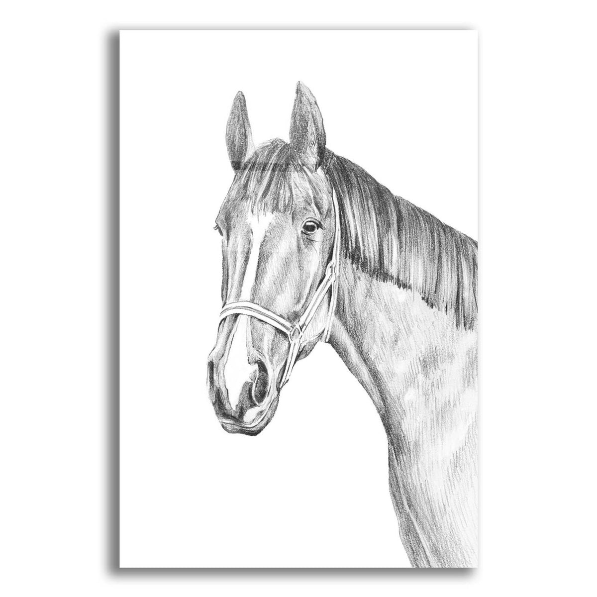 Equine Portrait Sketch 2 by Annie Warren acrylic glass wall art