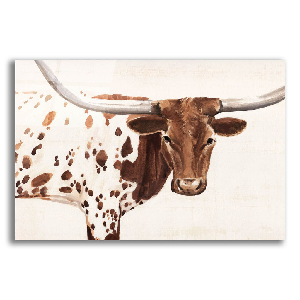 Spotted Steer 1 by Annie Warren acrylic glass wall art