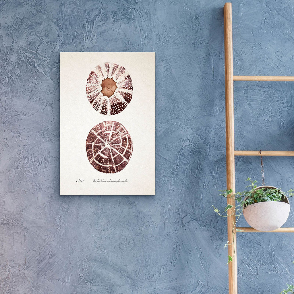 Sienna Shell Collector 2 by Annie Warren - 16x24 acrylic wall art in a room