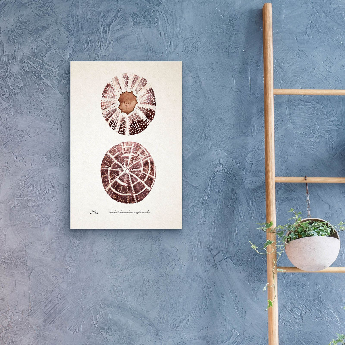 Sienna Shell Collector 2 by Annie Warren - 16x24 acrylic wall art in a room