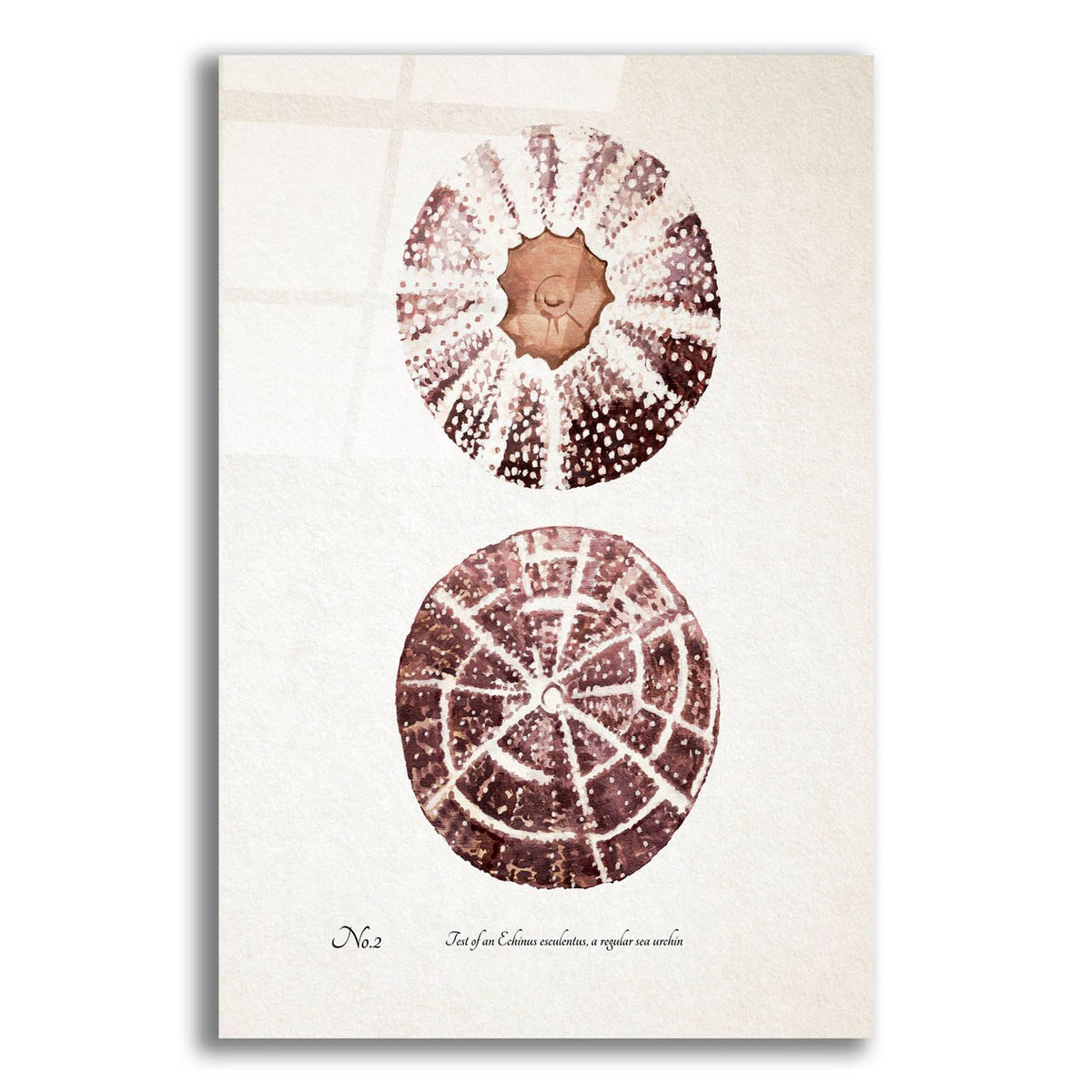 Sienna Shell Collector 2 by Annie Warren acrylic glass wall art