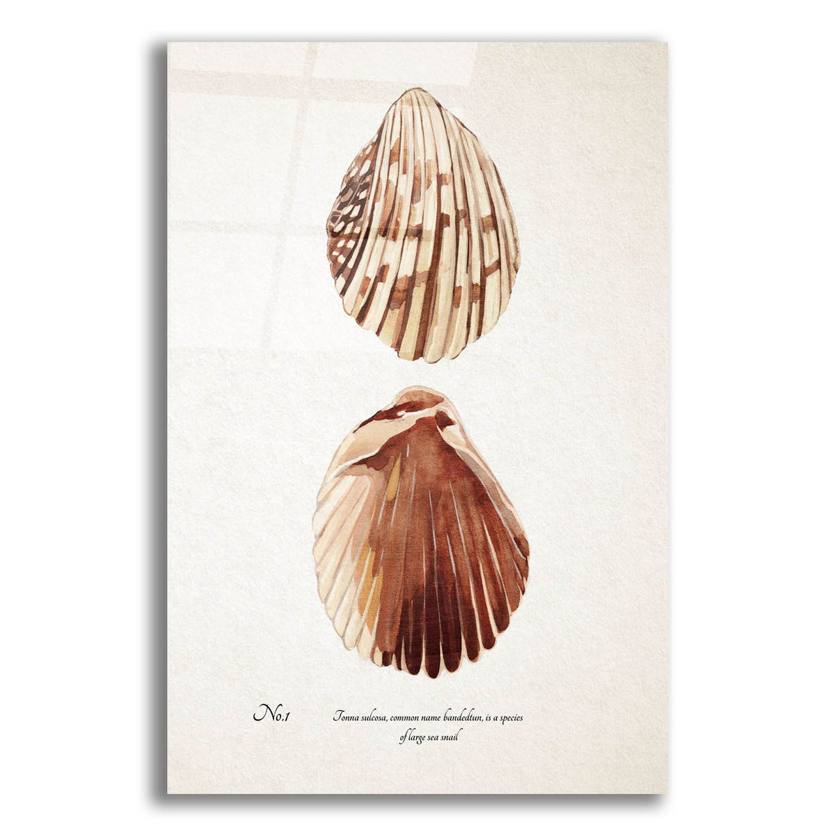 Sienna Shell Collector 1 by Annie Warren acrylic glass wall art