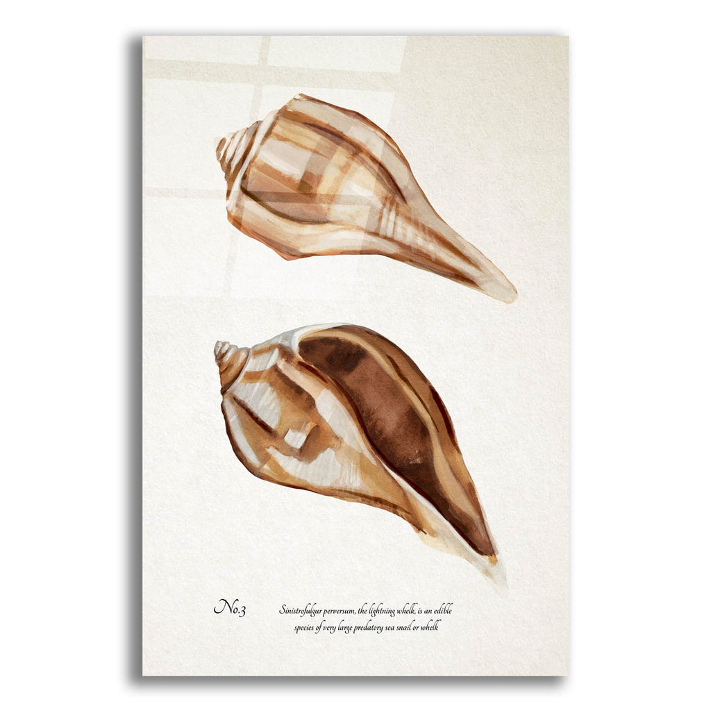 Sienna Shell Collector 3 by Annie Warren acrylic glass wall art