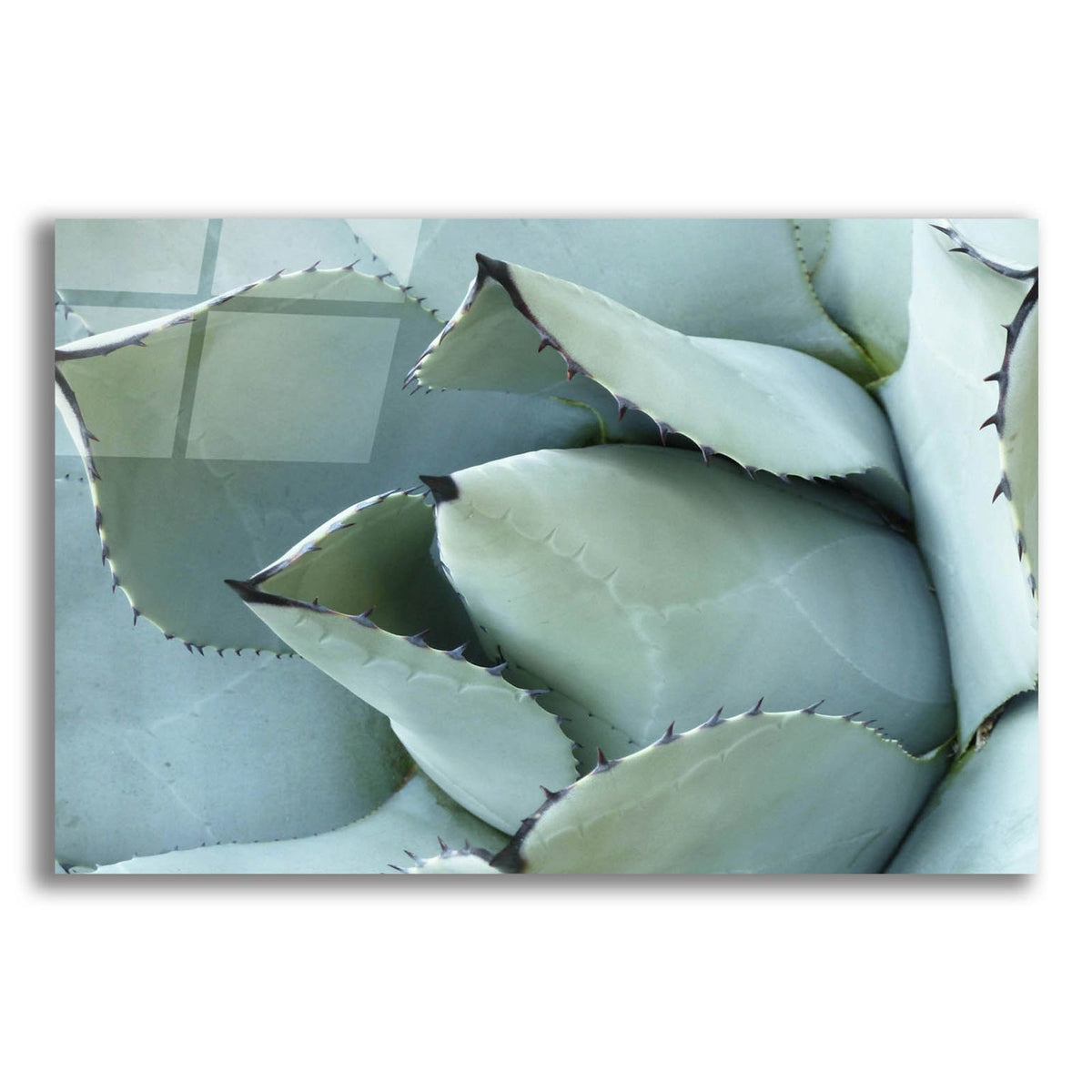 Agave Detail 1 by Brittany Evans acrylic glass wall art