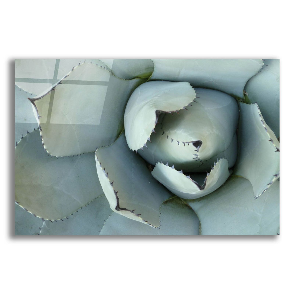 Agave Detail 2 by Brittany Evans acrylic glass wall art