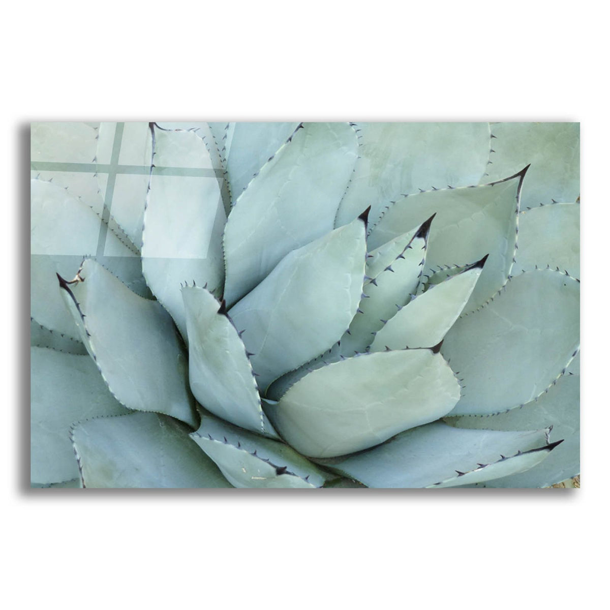 Agave Detail 4 by Brittany Evans acrylic glass wall art