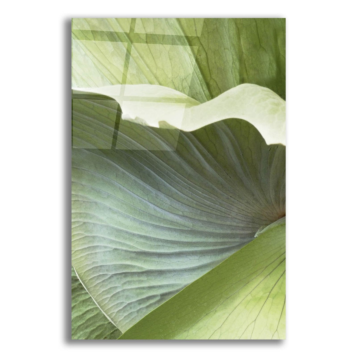 Banana Leaf 1 by Brittany Evans acrylic glass wall art