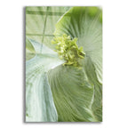 Banana Leaf 2 by Brittany Evans acrylic glass wall art