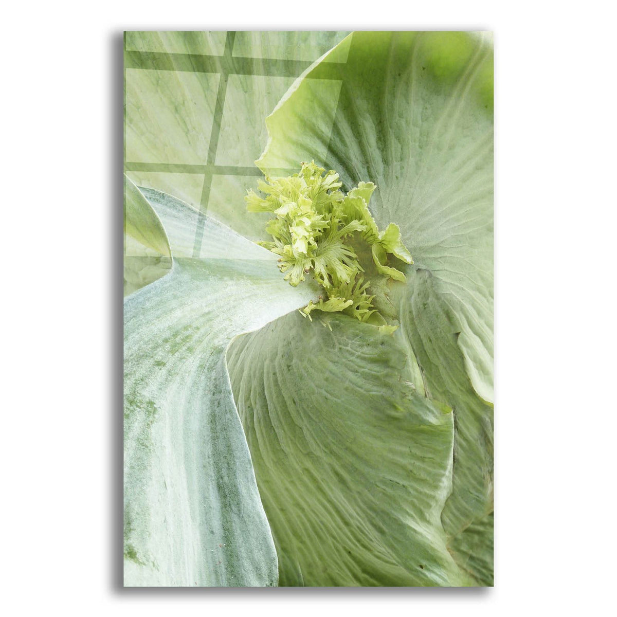 Banana Leaf 2 by Brittany Evans acrylic glass wall art