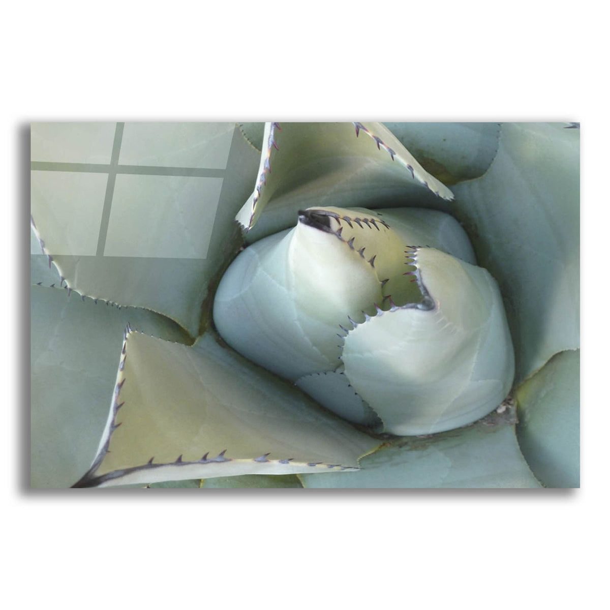 Agave Detail 3 by Brittany Evans acrylic glass wall art
