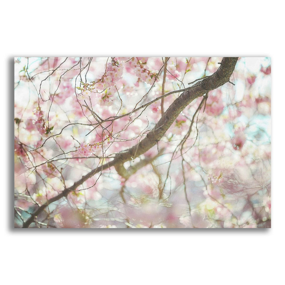 Branch Blossoms by Carrie Ann Grippo-Pike acrylic glass wall art
