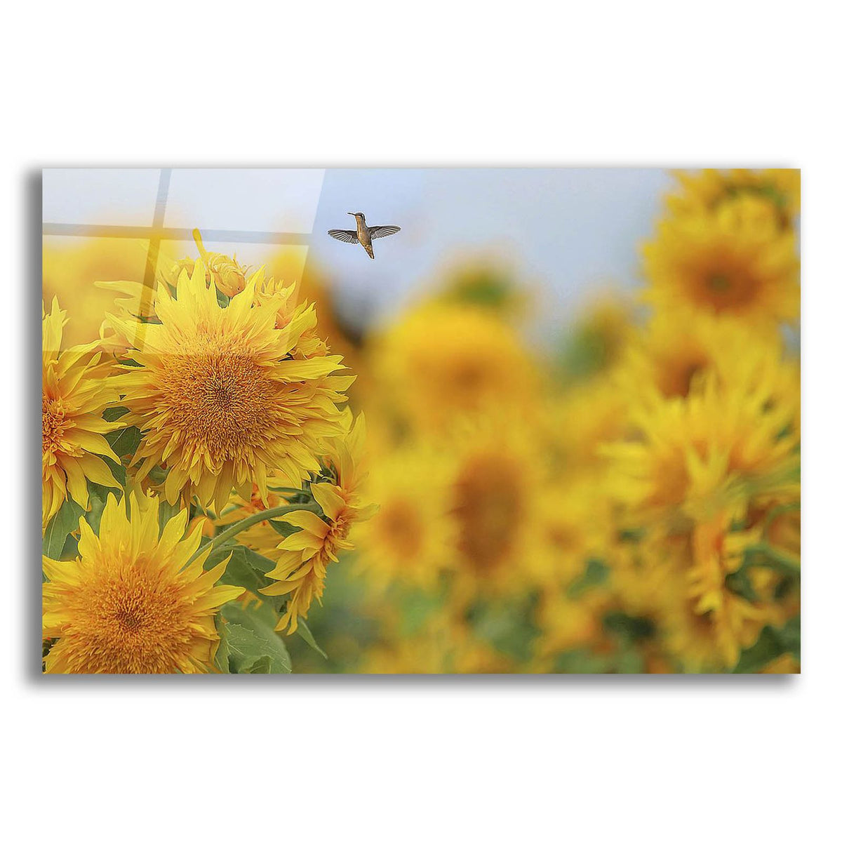 Happy Hummingbird And Sunflowers by Carrie Ann Grippo-Pike acrylic glass wall art
