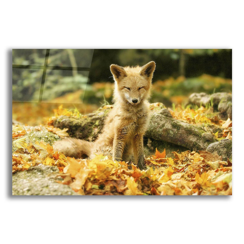 Sleepy Fall Fox by Carrie Ann Grippo-Pike acrylic glass wall art