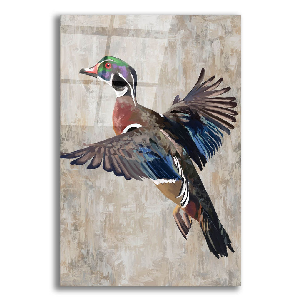 Wood Duck by Cat Thurman Designs acrylic glass wall art