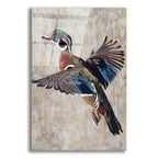 Wood Duck by Cat Thurman Designs acrylic glass wall art