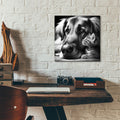 Cat And Dog B&w by Rey Klimt - 12x12 acrylic wall art in a room
