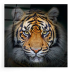 Epic Art 'Wild Side,' Acrylic Glass Wall Art