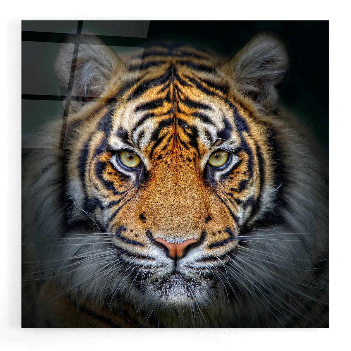 Epic Art 'Wild Side,' Acrylic Glass Wall Art